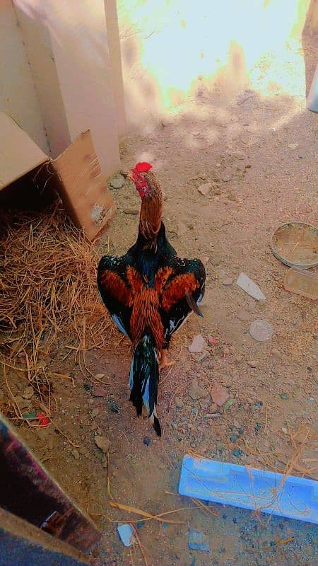 ASEEL MURGHA UR MURGHI PAIR HENS 4