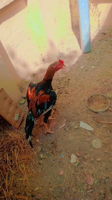 ASEEL MURGHA UR MURGHI PAIR HENS 5