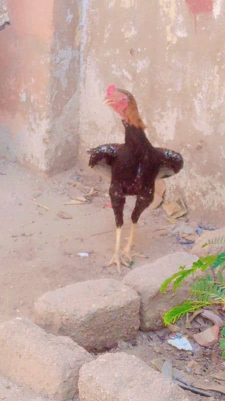 ASEEL MURGHA UR MURGHI PAIR HENS 8