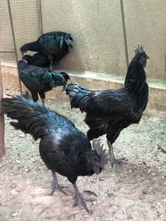 Ayam Cemani Grey Tounge