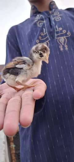 Aseel chicks are available 20 days 0