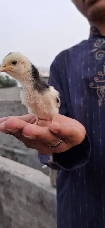 Aseel chicks are available 20 days 3