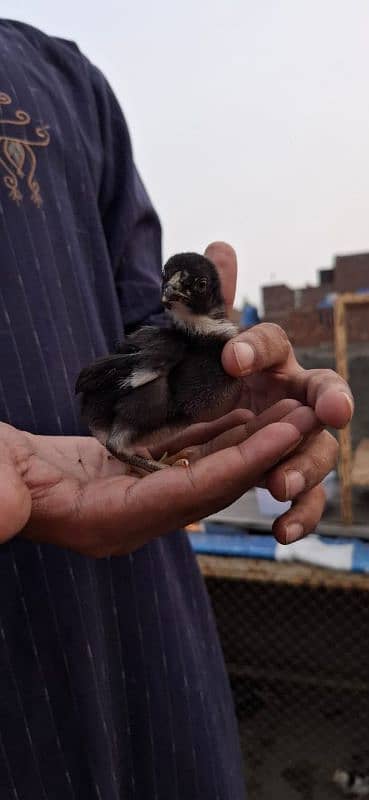 Aseel chicks are available 20 days 5