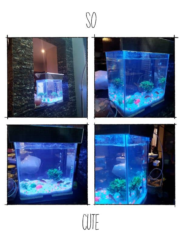 Aquarium Maintenance & Service 3