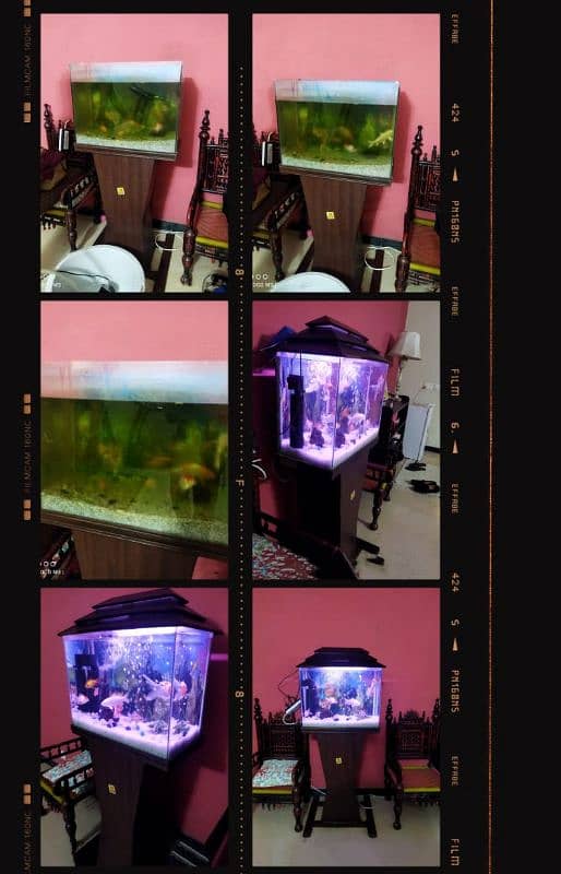 Aquarium Maintenance & Service 4