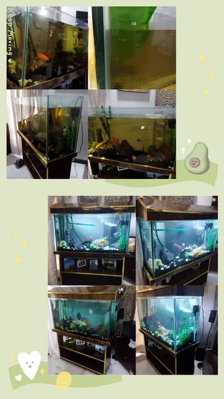 Aquarium Maintenance & Service 5