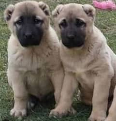 king Kurdish kangal pior 2 month old for sale sequrty dogs