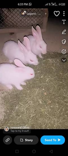 RABBIT FANCY WHITE COLOUR VERY BEAUTI FULL