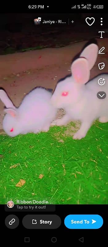 RABBIT FANCY WHITE COLOUR VERY BEAUTI FULL 1