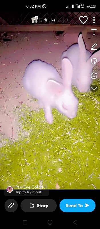 RABBIT FANCY WHITE COLOUR VERY BEAUTI FULL 3