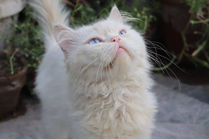 Persian cats 0