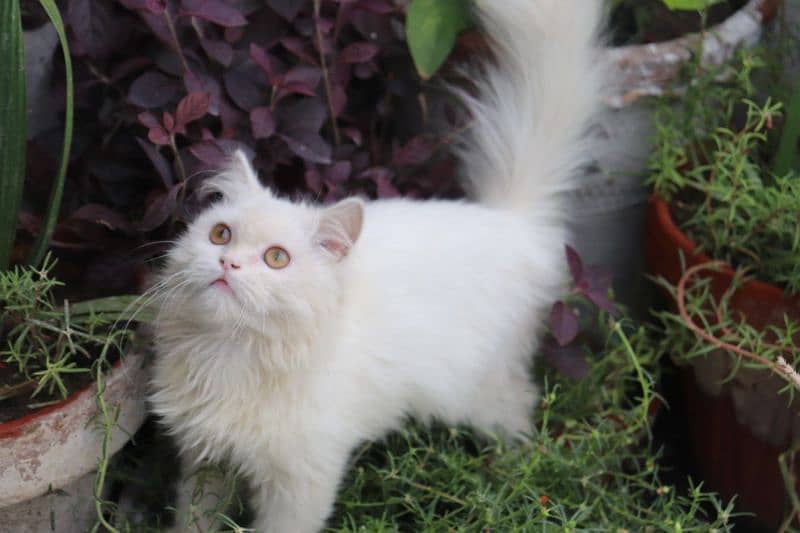 Persian cats 4