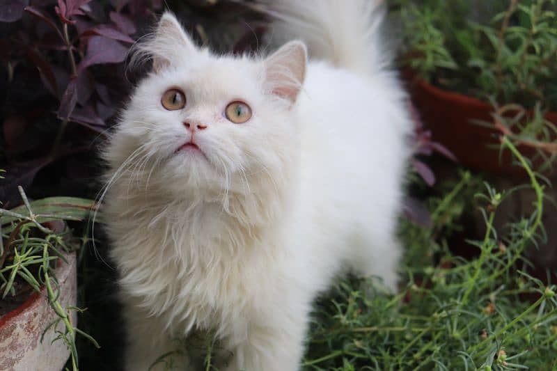 Persian cats 5