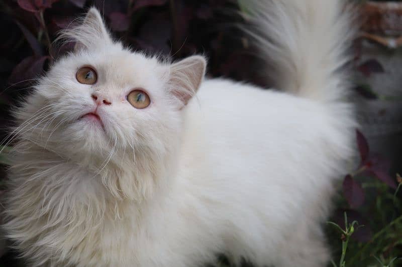 Persian cats 6