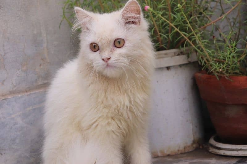 Persian cats 8