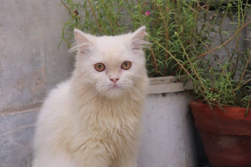 Persian cats 9