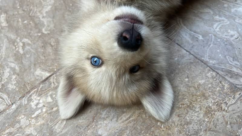 white Husky Top bloodline breed 0