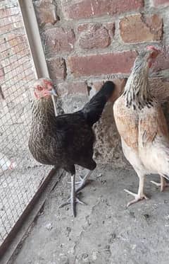 Desi & aseel cross kurak wali 2 female egg laying for sale 03044453200