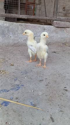 shamo chick available 03327626924