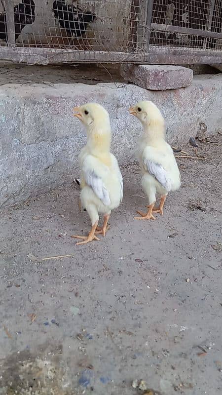 shamo chick available 03327626924 1