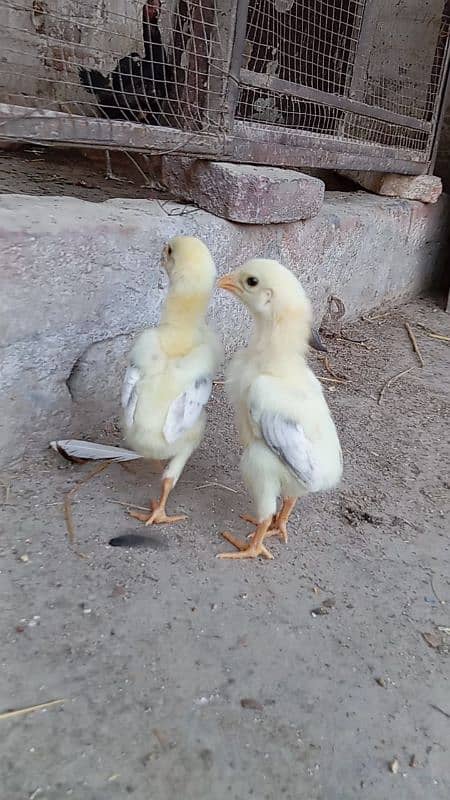 shamo chick available 03327626924 2