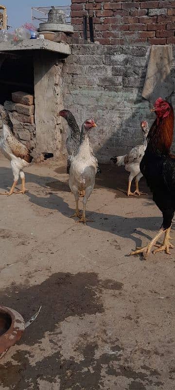 shamo chick available 03327626924 5