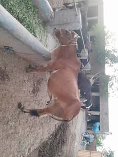 cow for sale