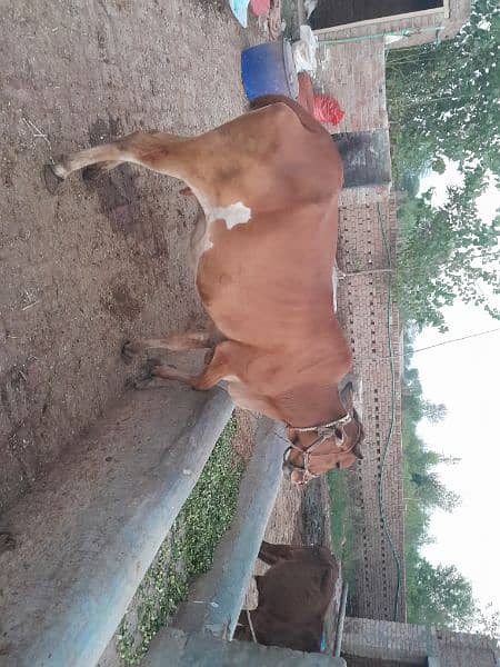 cow for sale 1