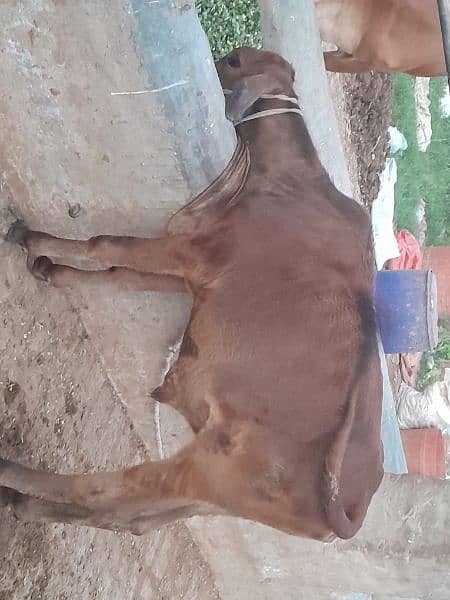 cow for sale 2