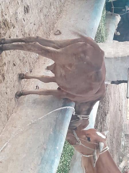 cow for sale 3