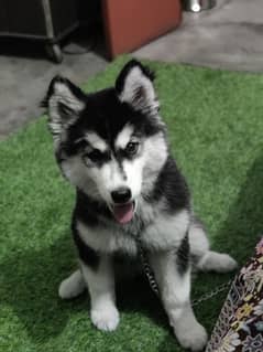 Siberian Husky