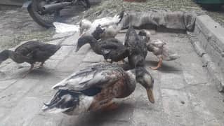 Ducks