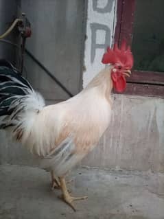 murga( rooster)