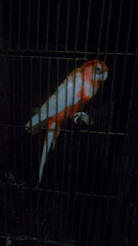 Red rosella for sale in lahore 1