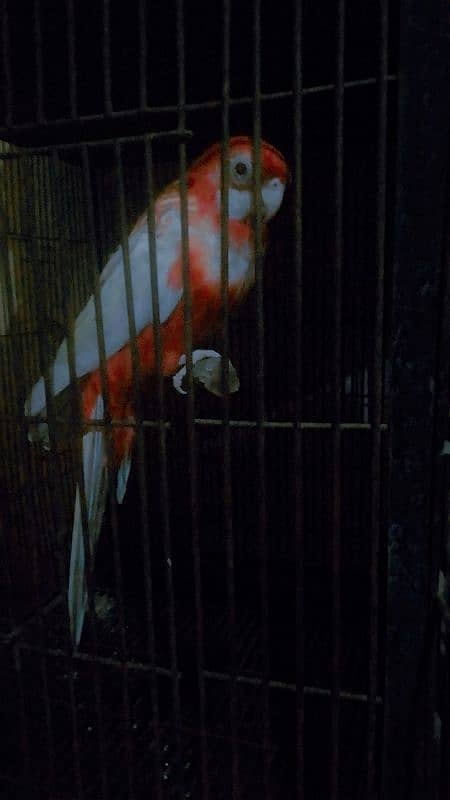 Red rosella for sale in lahore 2