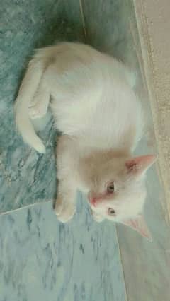 persian kittens for sale