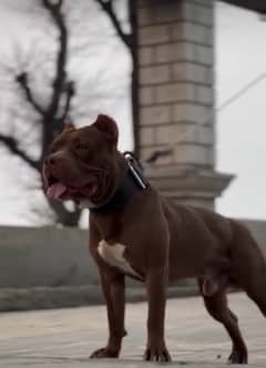 American pitbull available