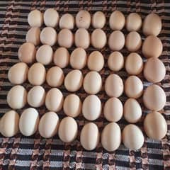 golden misri desi eggs 0