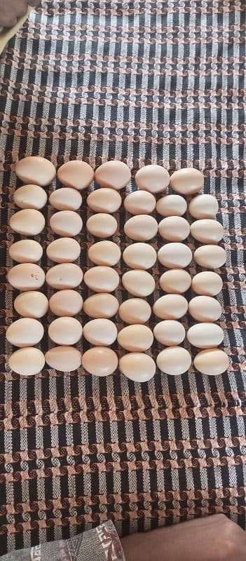 golden misri desi eggs 2