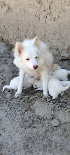 2 moth russian puppy