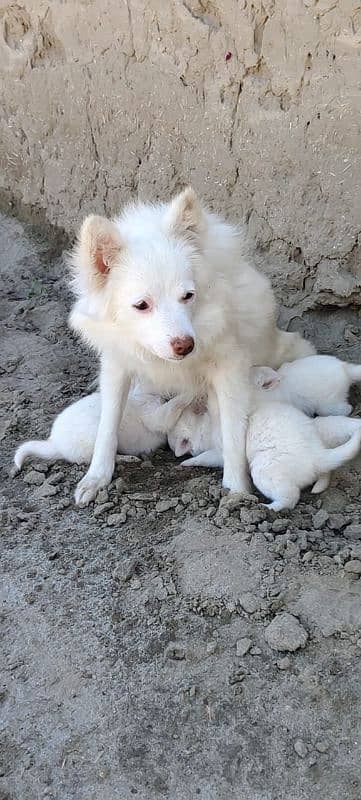 2 moth russian puppy 0