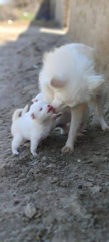 2 moth russian puppy 1