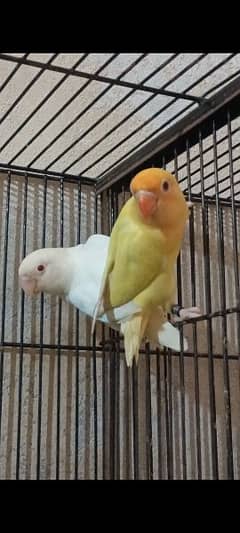 Creamino, Decino,Albino Red Eyes,Parblue Opline Pale Fallow Lovebirds