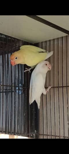 Creamino, Decino,Albino Red Eyes,Parblue Opline Pale Fallow Lovebirds