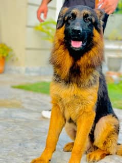 pink pedigree German shepherd 0