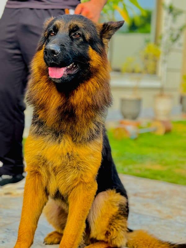 pink pedigree German shepherd 1