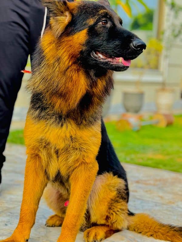 pink pedigree German shepherd 2