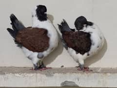 Breeder Modena Pair Pigeons