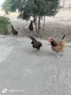 2 misri with cock