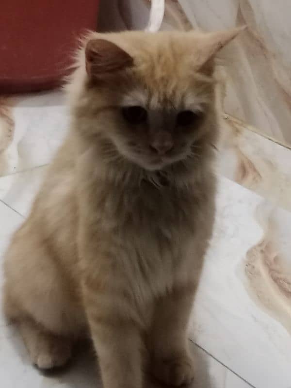 persian cat 1